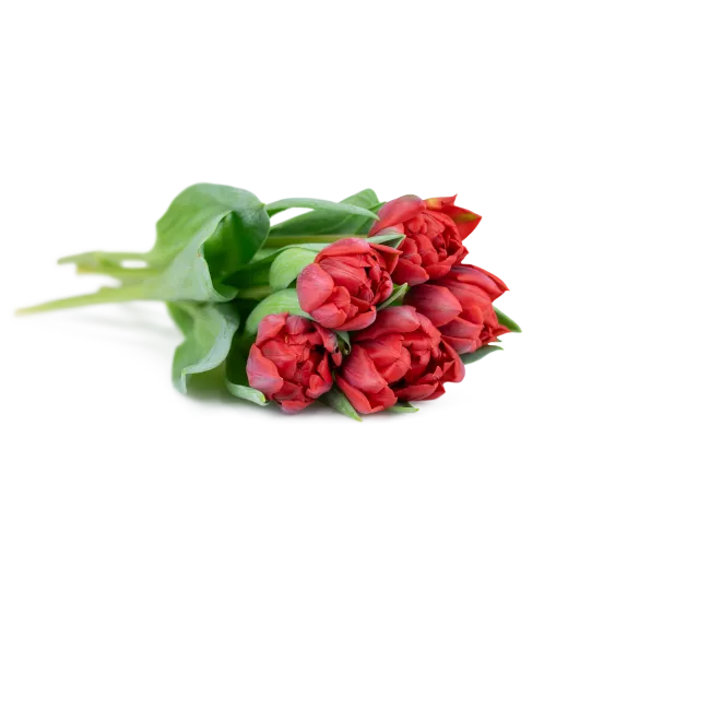 Tulipány plnokvěté na přání